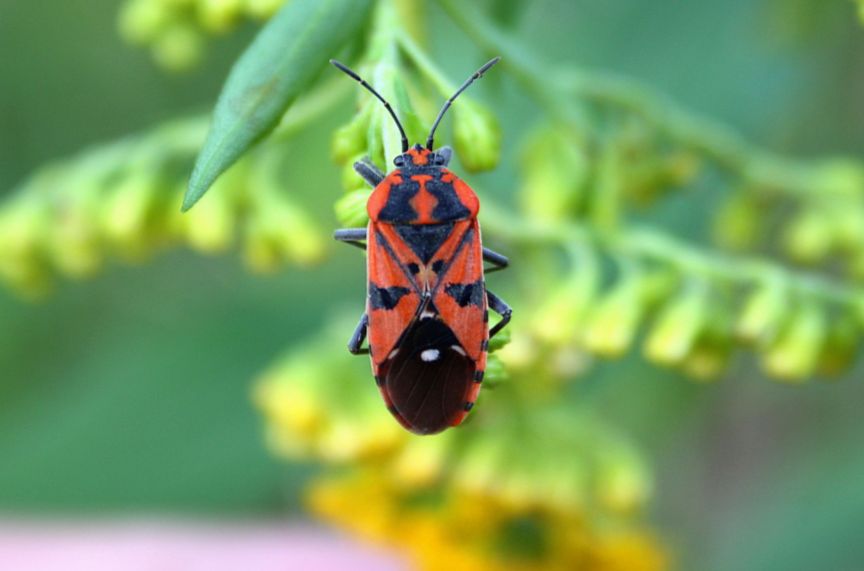 Lygaeidae: Spilostethus pandurus della Lombardia